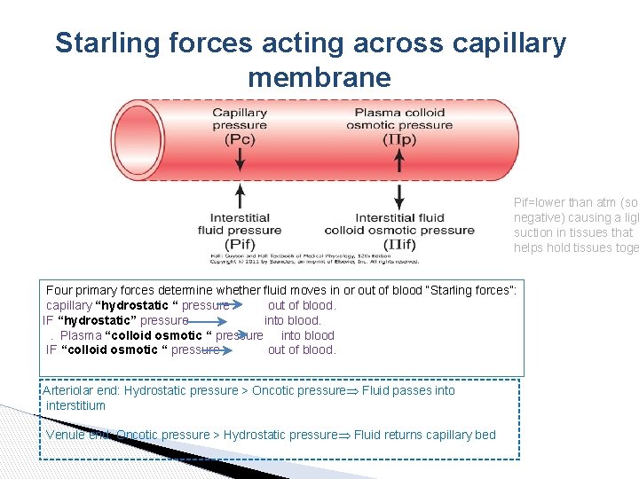 Starling forces acting across capillary membrane Pif=lower than atm (so negative) causing a ligh