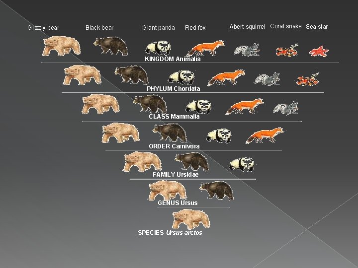 Grizzly bear Black bear Giant panda Red fox KINGDOM Animalia PHYLUM Chordata CLASS Mammalia Grizzly bear Black bear Giant panda Red fox KINGDOM Animalia PHYLUM Chordata CLASS Mammalia