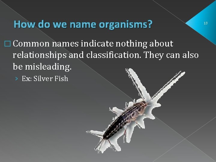 How do we name organisms? � Common names indicate nothing about relationships and classification. How do we name organisms? � Common names indicate nothing about relationships and classification.
