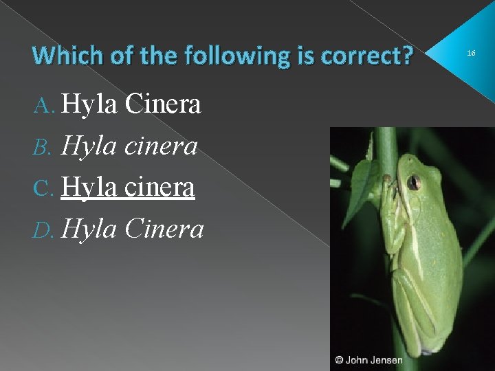 Which of the following is correct? A. Hyla Cinera B. Hyla cinera C. Hyla Which of the following is correct? A. Hyla Cinera B. Hyla cinera C. Hyla