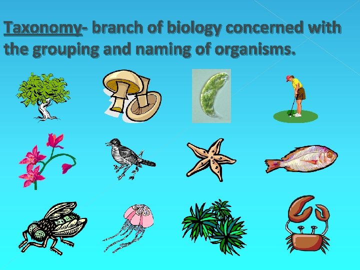 Taxonomy- branch of biology concerned with the grouping and naming of organisms. Taxonomy- branch of biology concerned with the grouping and naming of organisms.