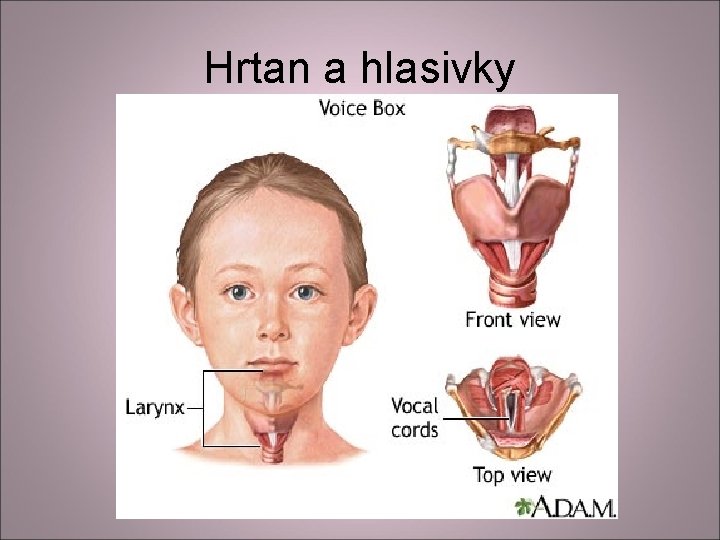 Hrtan a hlasivky Hrtan a hlasivky