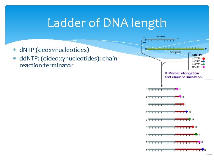 Ladder of DNA length d. NTP (deoxynucleotides) dd. NTP: (dideoxynucleotides): chain reaction terminator 