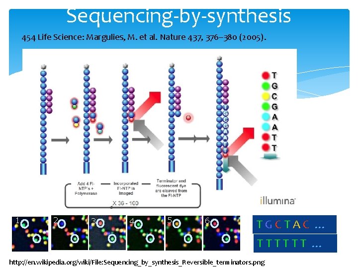 Sequencing-by-synthesis 454 Life Science: Margulies, M. et al. Nature 437, 376– 380 (2005). 1