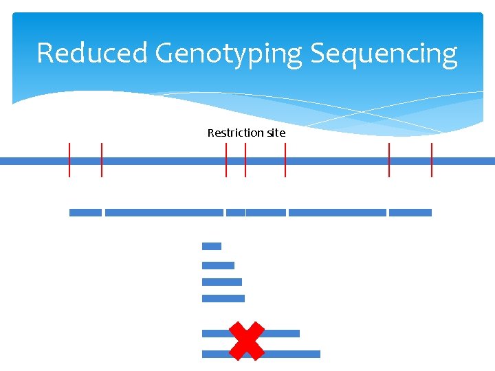 Reduced Genotyping Sequencing Restriction site 