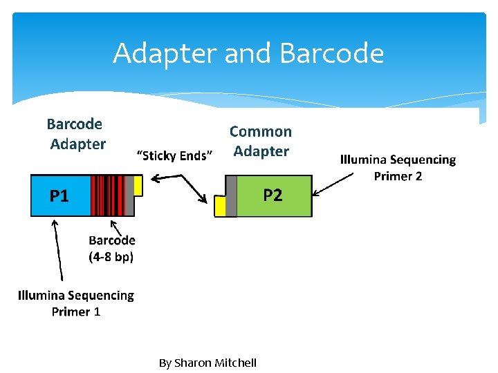 Adapter and Barcode By Sharon Mitchell 