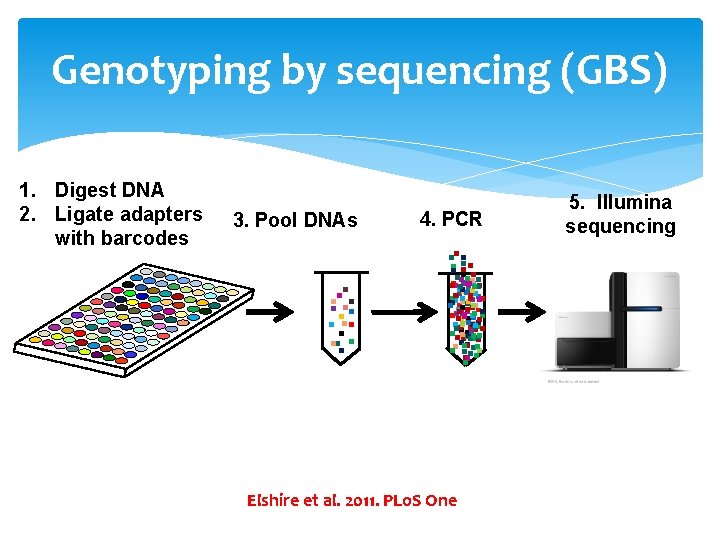 Genotyping by sequencing (GBS) 3. Pool DNAs 4. PCR . . . 1. Digest