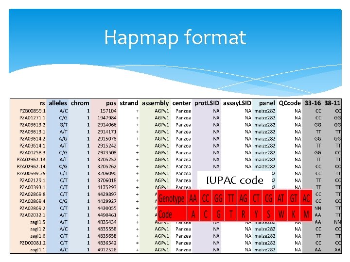 Hapmap format IUPAC code 