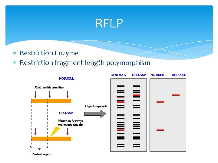 RFLP Restriction Enzyme Restriction fragment length polymorphism 