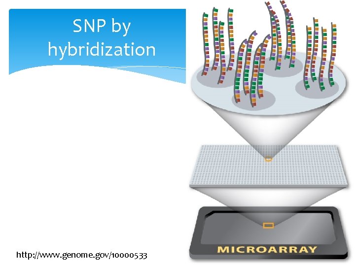 SNP by hybridization http: //www. genome. gov/10000533 