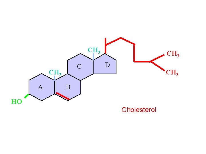 CH 3 C CH 3 A CH 3 D CH 3 B HO Cholesterol