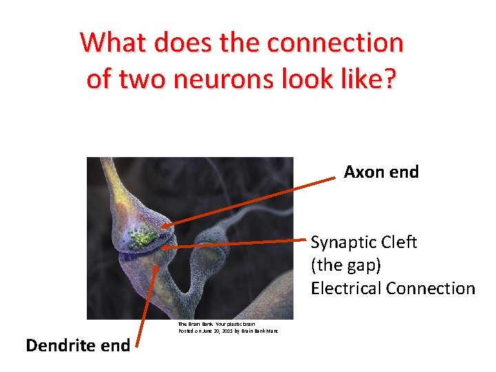 What does the connection of two neurons look like? Axon end Synaptic Cleft (the
