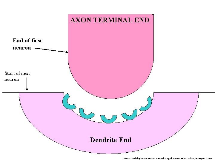 AXON TERMINAL END End of first neuron Start of next neuron Dendrite End Source: