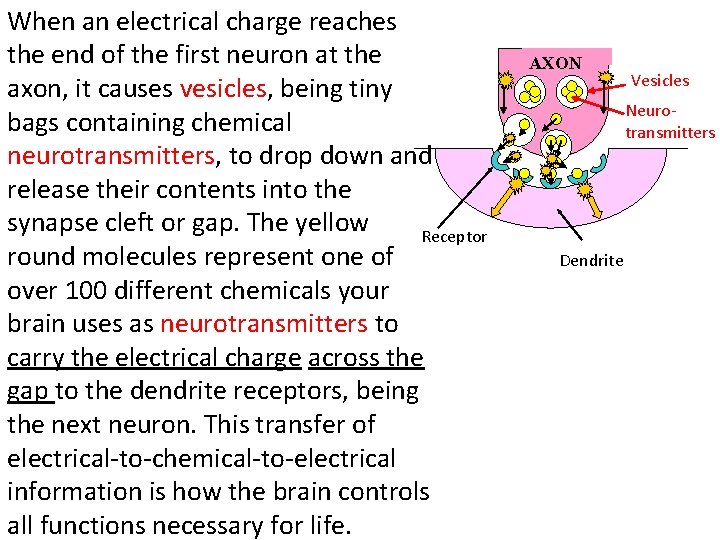 When an electrical charge reaches the end of the first neuron at the axon,