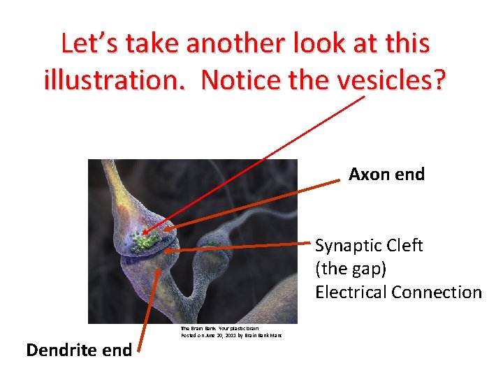 Let’s take another look at this illustration. Notice the vesicles? Axon end Synaptic Cleft