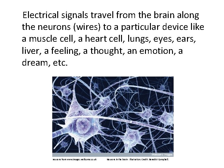  Electrical signals travel from the brain along the neurons (wires) to a particular