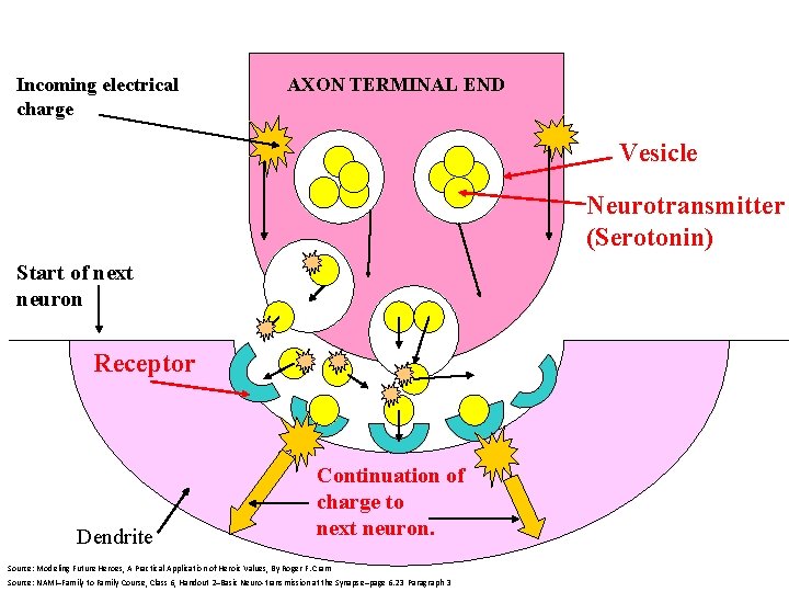 Incoming electrical charge AXON TERMINAL END Vesicle Neurotransmitter (Serotonin) Start of next neuron Receptor