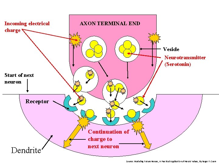Incoming electrical charge AXON TERMINAL END Vesicle Neurotransmitter (Serotonin) Start of next neuron Receptor