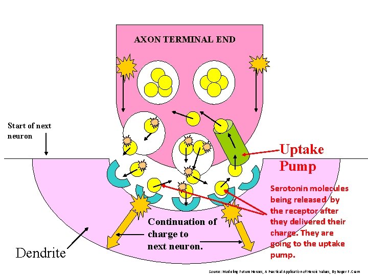 AXON TERMINAL END Start of next neuron Uptake Pump Dendrite Continuation of charge to