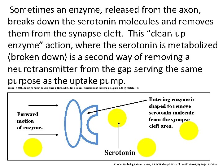  Sometimes an enzyme, released from the axon, breaks down the serotonin molecules and