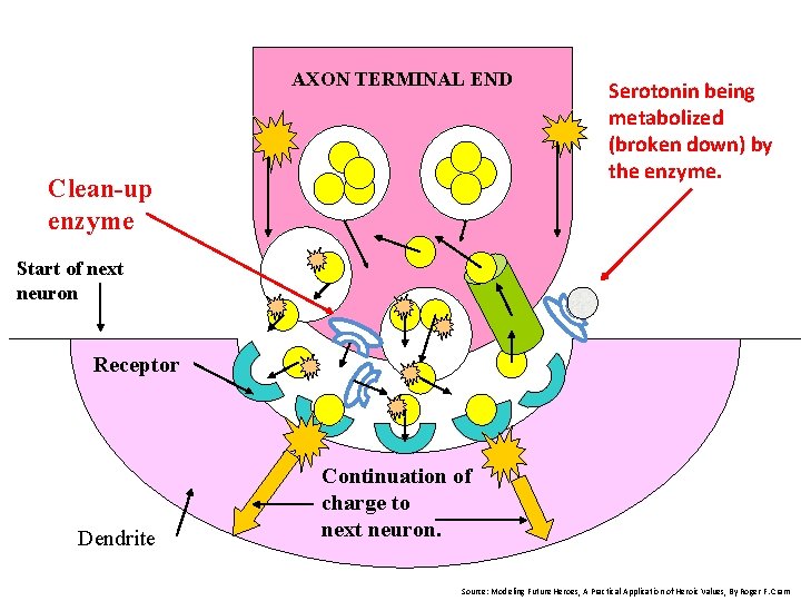 AXON TERMINAL END Clean-up enzyme Serotonin being metabolized (broken down) by the enzyme. Start