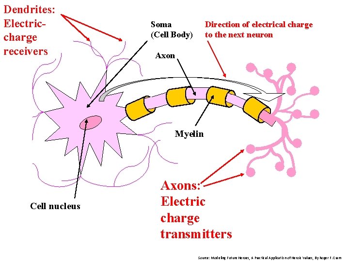 Dendrites: Electriccharge receivers Soma (Cell Body) Direction of electrical charge to the next neuron