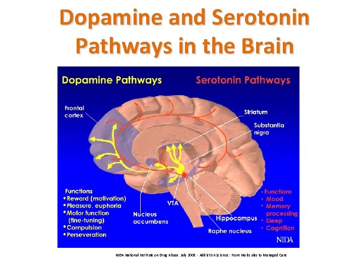Dopamine and Serotonin Pathways in the Brain NIDA National Institute on Drug Abuse July