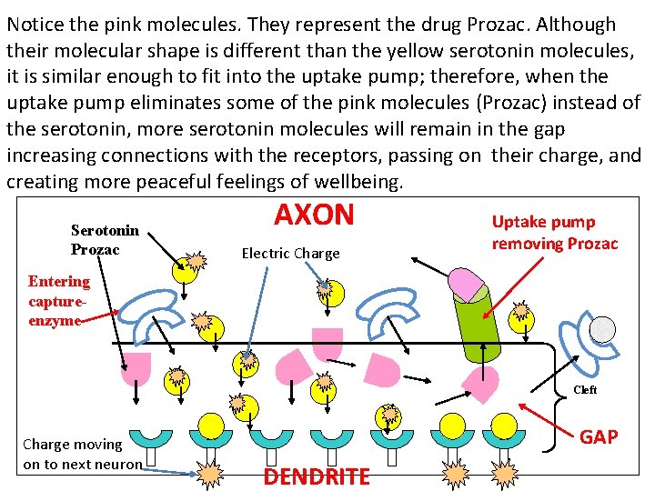 Notice the pink molecules. They represent the drug Prozac. Although their molecular shape is