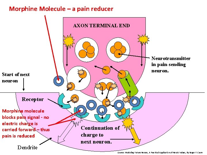 Morphine Molecule – a pain reducer AXON TERMINAL END Neurotransmitter in pain-sending neuron. Start
