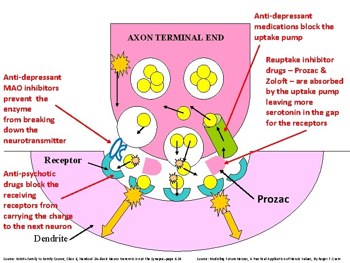 AXON TERMINAL END Anti-depressant MAO inhibitors prevent the enzyme from breaking down the neurotransmitter