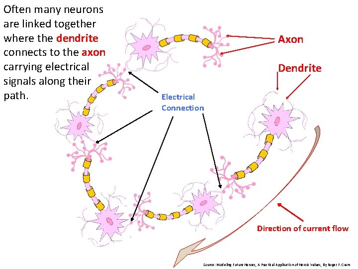 Often many neurons are linked together where the dendrite connects to the axon carrying