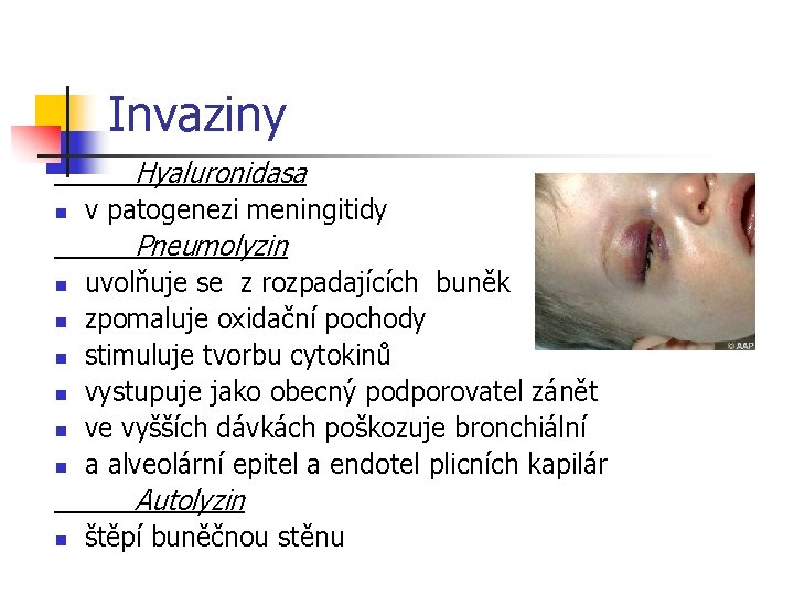 Invaziny Hyaluronidasa n v patogenezi meningitidy Pneumolyzin n n n uvolňuje se z rozpadajících