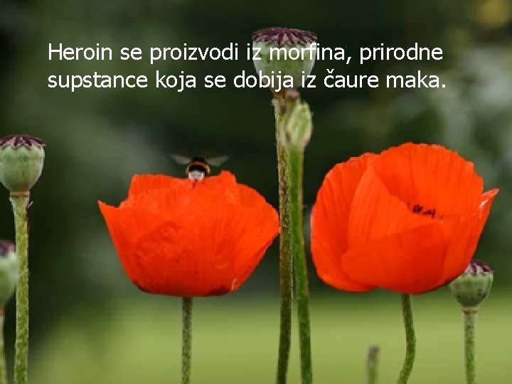 Heroin se proizvodi iz morfina, prirodne supstance koja se dobija iz čaure maka. 