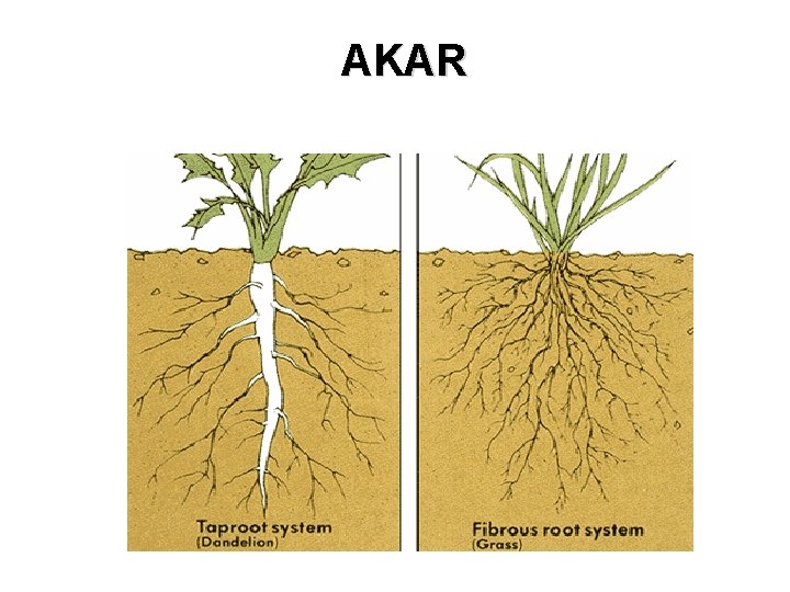 AKAR AKAR