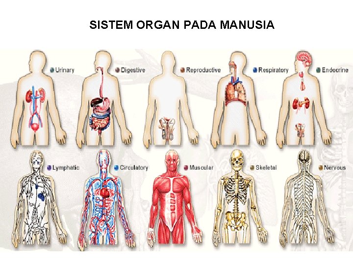 SISTEM ORGAN PADA MANUSIA SISTEM ORGAN PADA MANUSIA