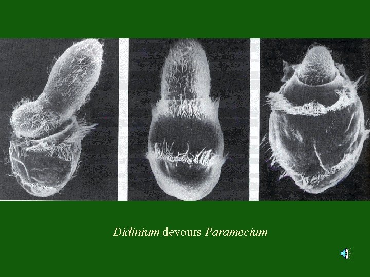 Didinium devours Paramecium 