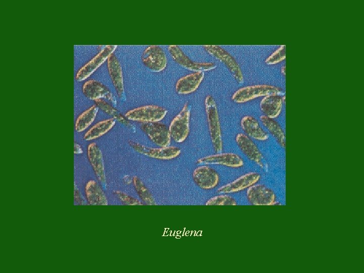 Euglena 