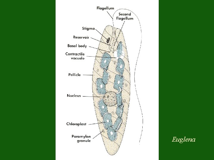 Euglena 