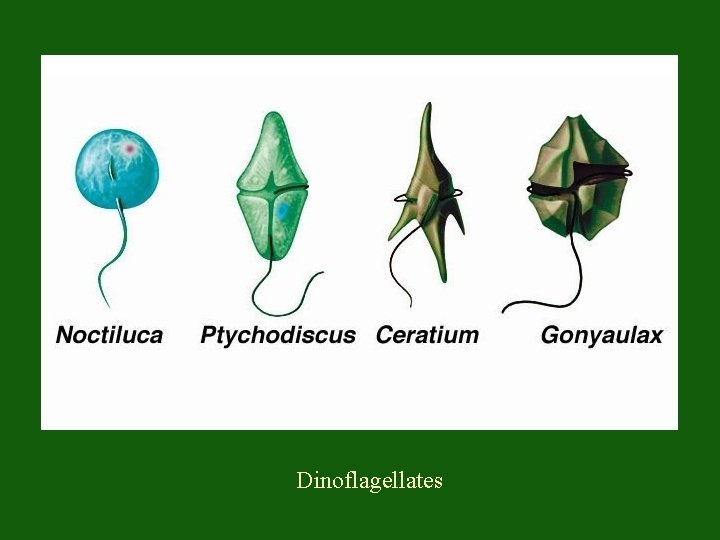 Dinoflagellates 