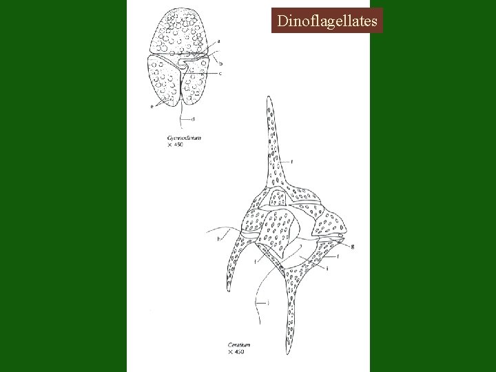 Dinoflagellates 