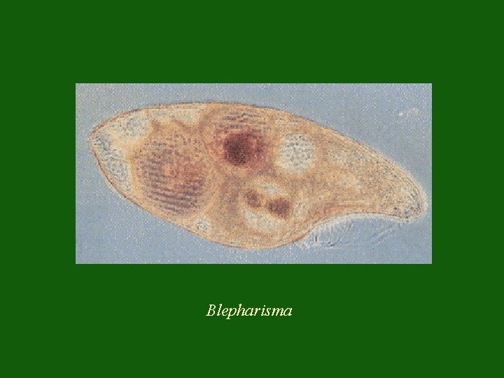 Blepharisma 