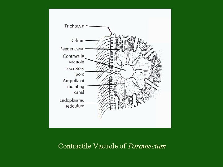 Contractile Vacuole of Paramecium 
