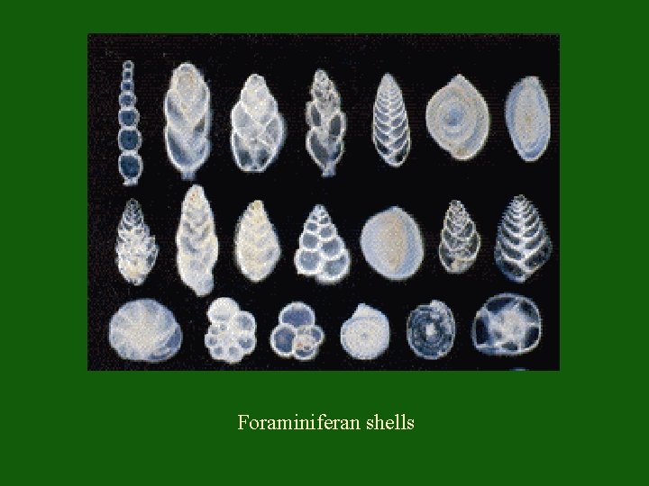 Foraminiferan shells 