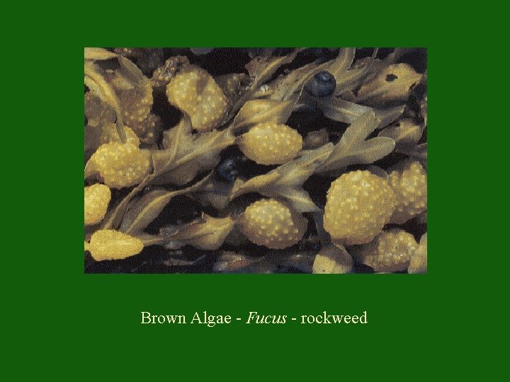 Brown Algae - Fucus - rockweed 