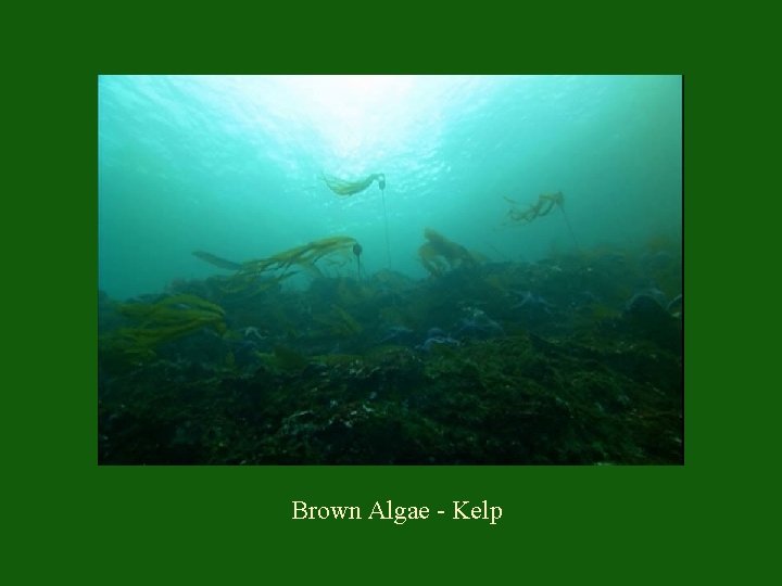 Brown Algae - Kelp 