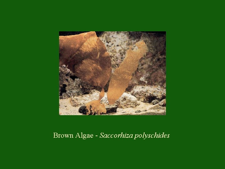 Brown Algae - Saccorhiza polyschides 