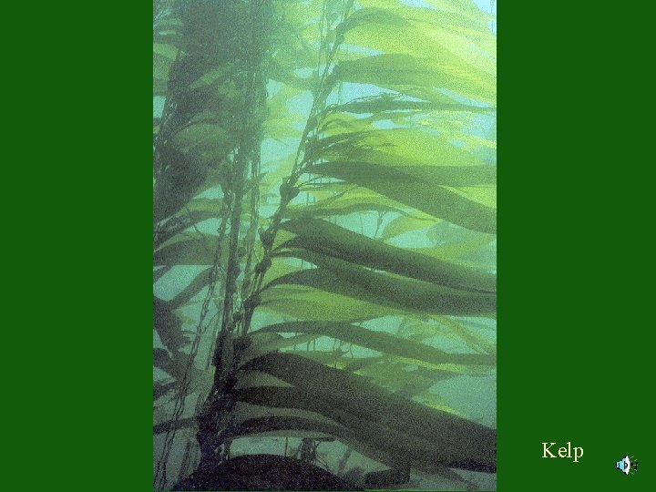 Kelp 