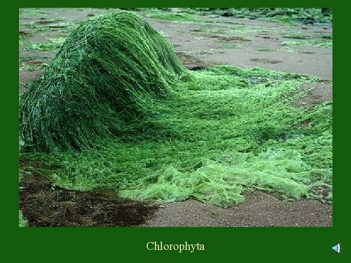 Chlorophyta 