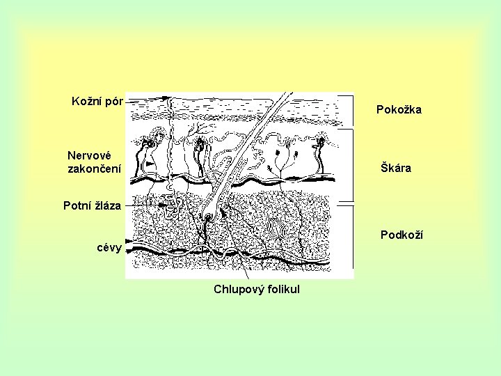 Kožní pór Pokožka Nervové zakončení Škára Potní žláza Podkoží cévy Chlupový folikul 