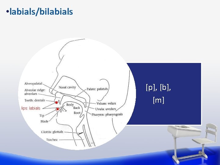  • labials/bilabials [p], [b], [m] 